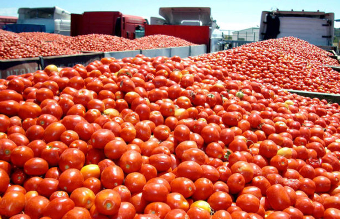 Denuncian a Competencia a la industria del tomate por la sospecha de que han acordado bajar los precios
