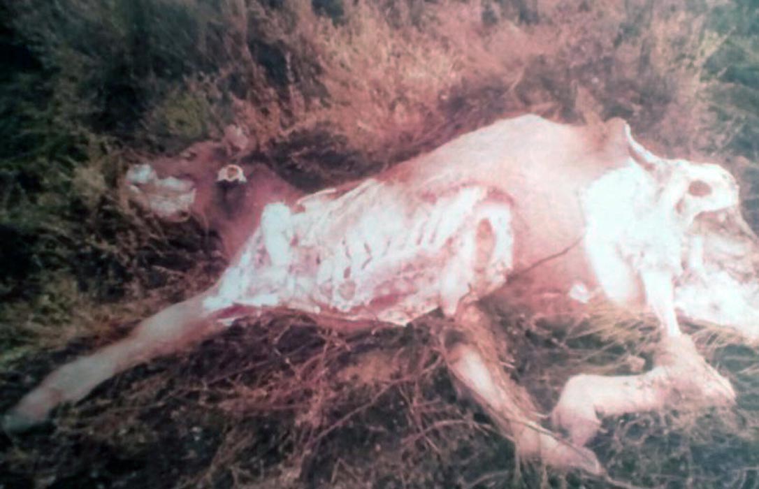 El ataque de un lobo provoca la muerte a una vaca y su ternero a sólo 300 metros de la entrada de Fabero