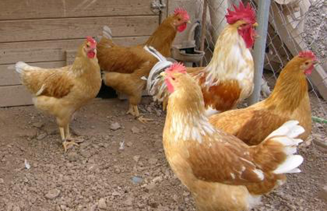 Inmovilizadas varias granjas de aves del Empordà tras hallar una cigüeña con gripe aviar