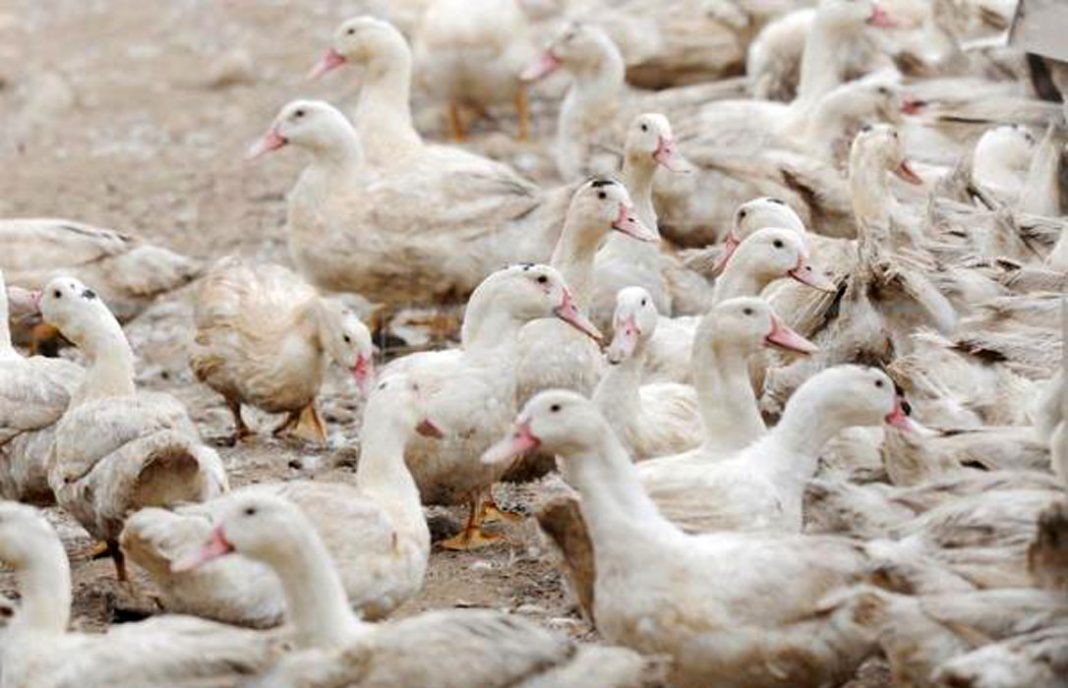 La Generalitat comienza a investigar a otras granjas con patos procedentes de la afectada por la gripe aviar