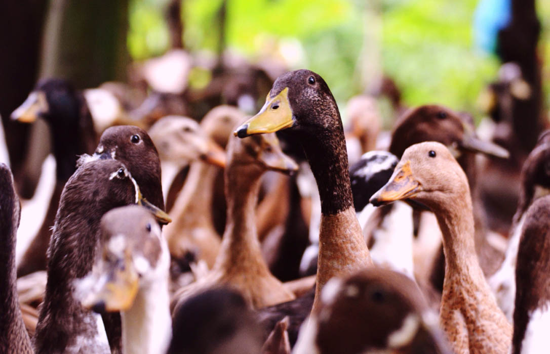 Comienza el sacrificio de 17.300 patos de engorde en una granja de Girona tras morir 40 por la gripe aviar