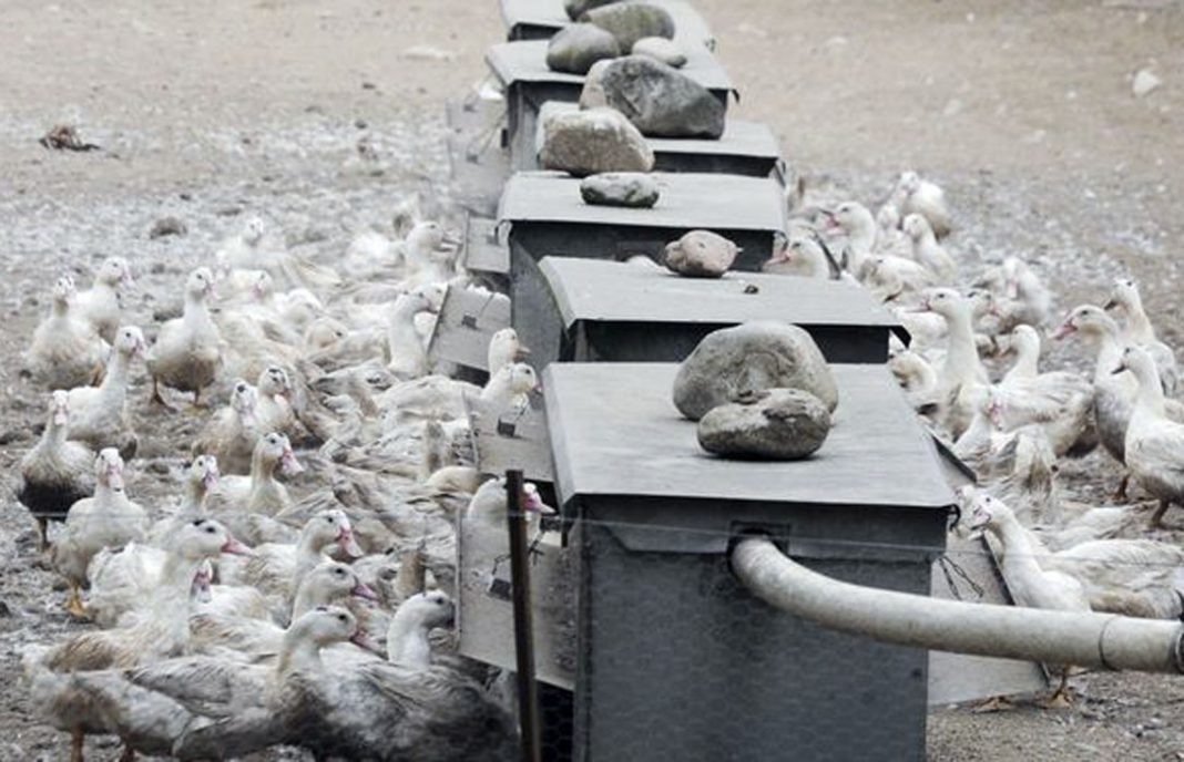 La gripe aviar: Sacrificados otros 7.000 patos de siete nuevas granjas infectadas y empiezan a preocupar las aves de corral
