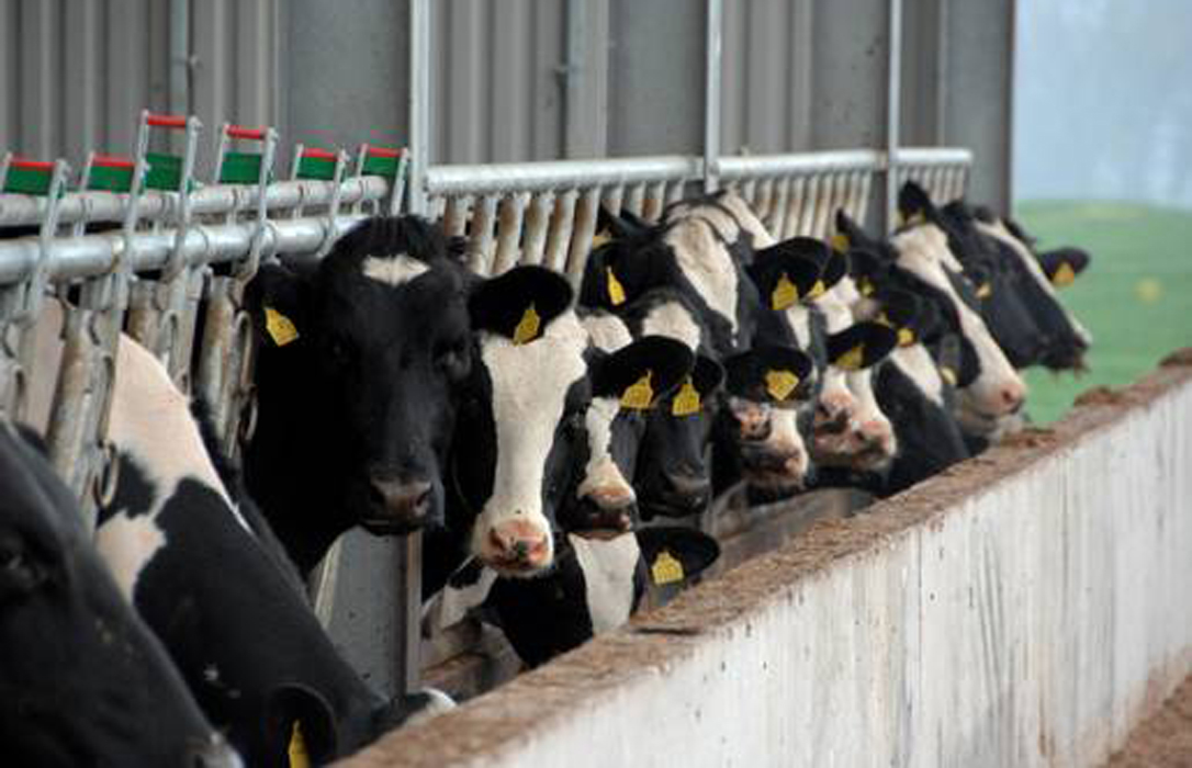 81 ganaderos cerraron al mes su explotación láctea en 2016 por un precio de la leche que bajó el 3,2%