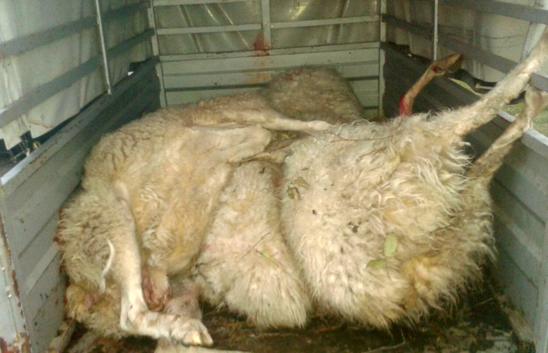 14 ovejas muertas, 26 mordidas y 70 desaparecidas en el último ataque de una lobada en Zamora