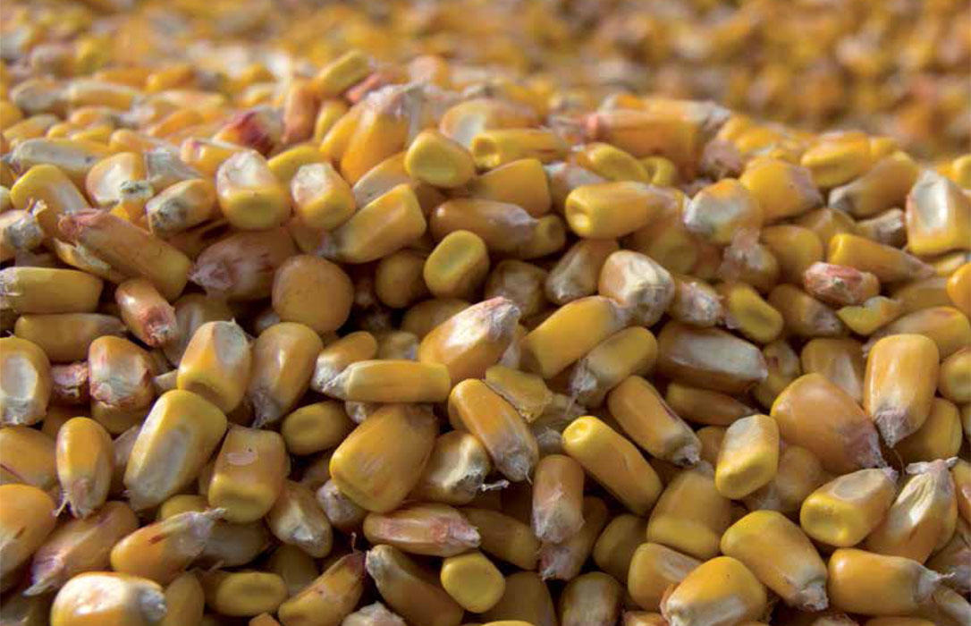 Los movimientos en las existencias almacenadas hacen subir al maíz y trigo blando en los mercados mayoristas