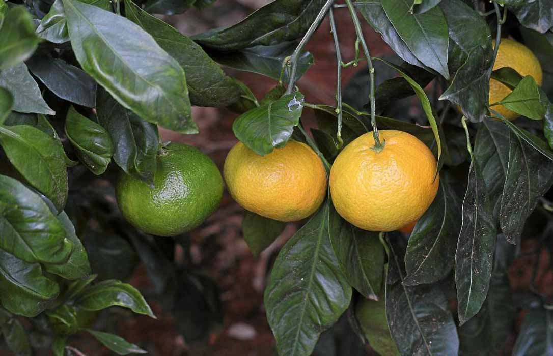 Citrus Genesis defiende que su mandarino Sigal es legal y que espera obtener el título de obtención vegetal