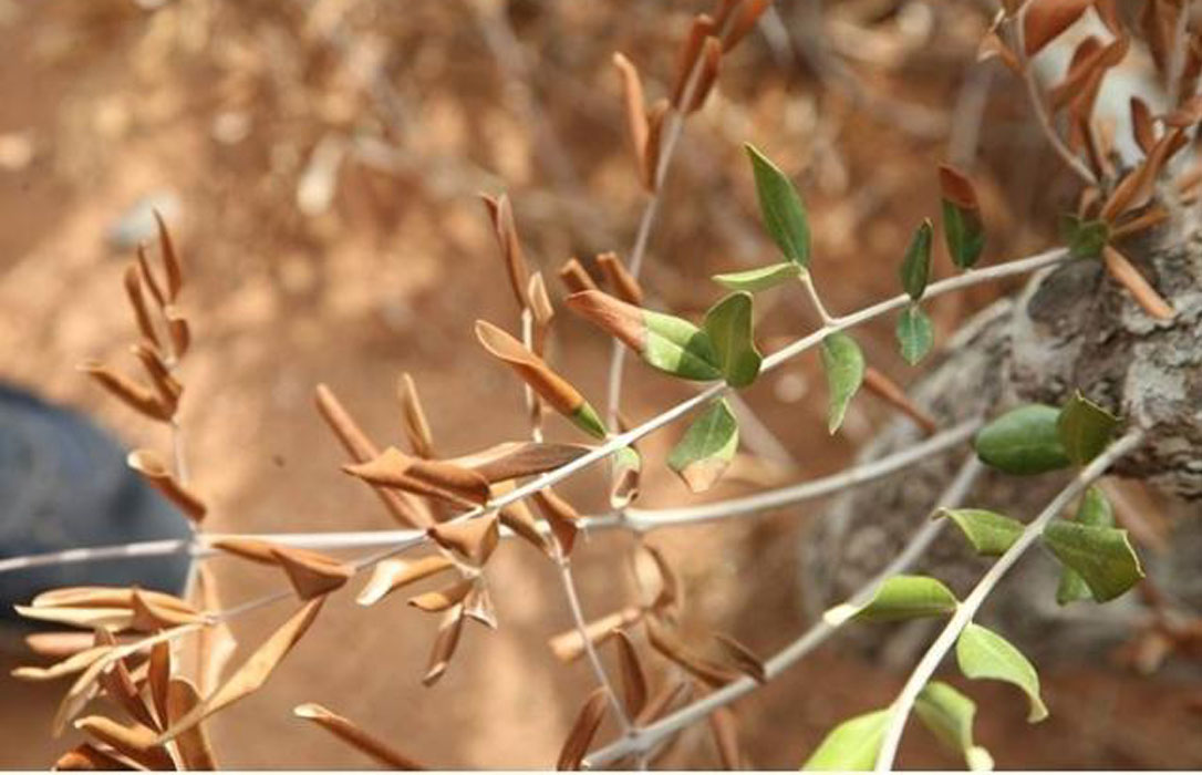 Los análisis confirman la extensión de la plaga de xylella a Menorca, que ya afecta a los olivos
