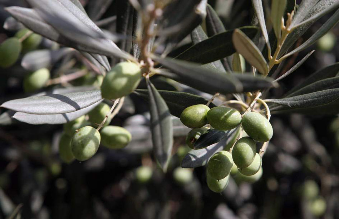 Agrónomos de la UCO diseñan un sistema para ajustar la dosis de plaguicidas en el olivar