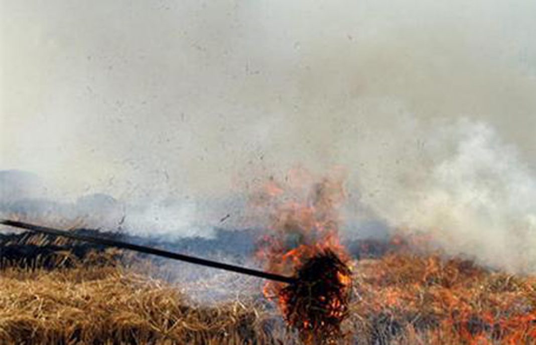 Solicitan ampliar hasta finales de marzo la quema de rastrojos del maíz en zonas de regadío