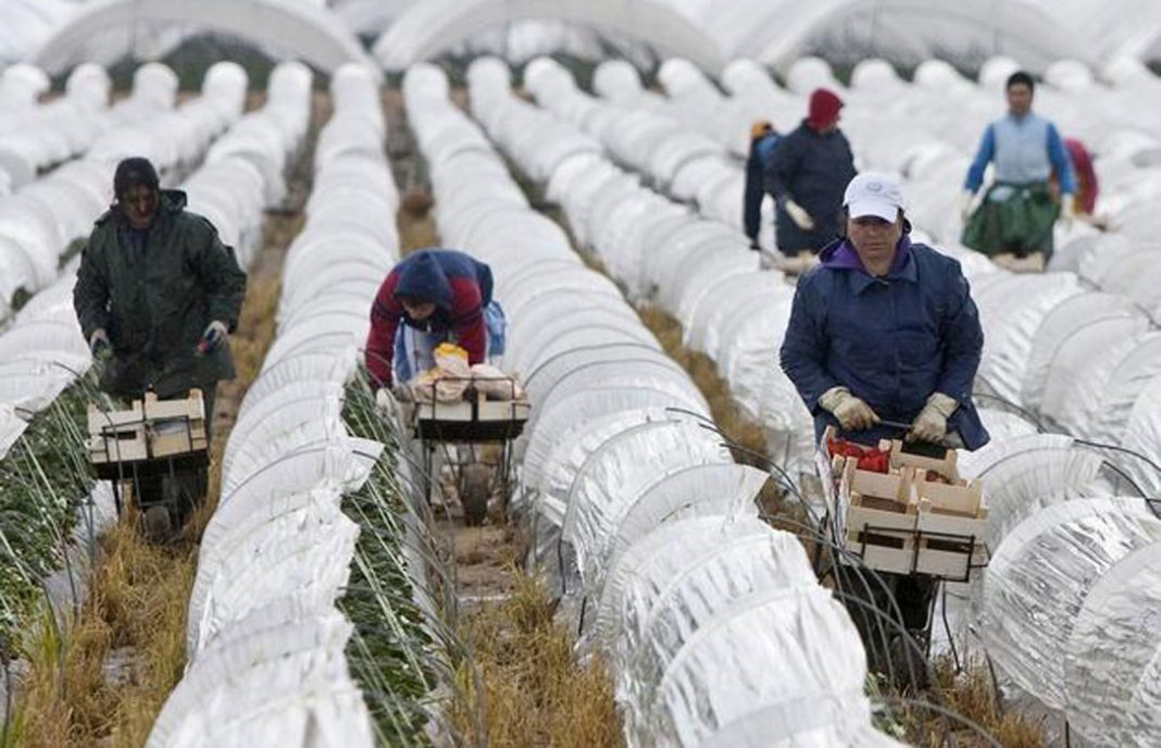 El sector de la fresa no se fía y asegura la campaña en Huelva en 318 millones contra imprevistos