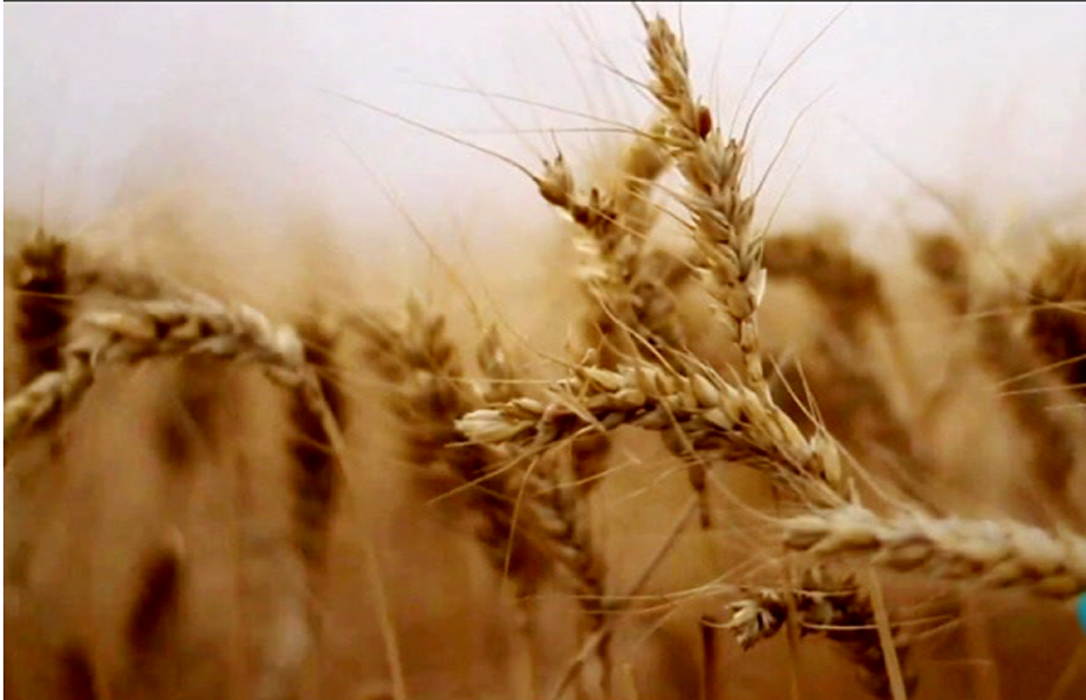 Tritordeum, un nuevo cereal ecológico de origen español llega a Alemania