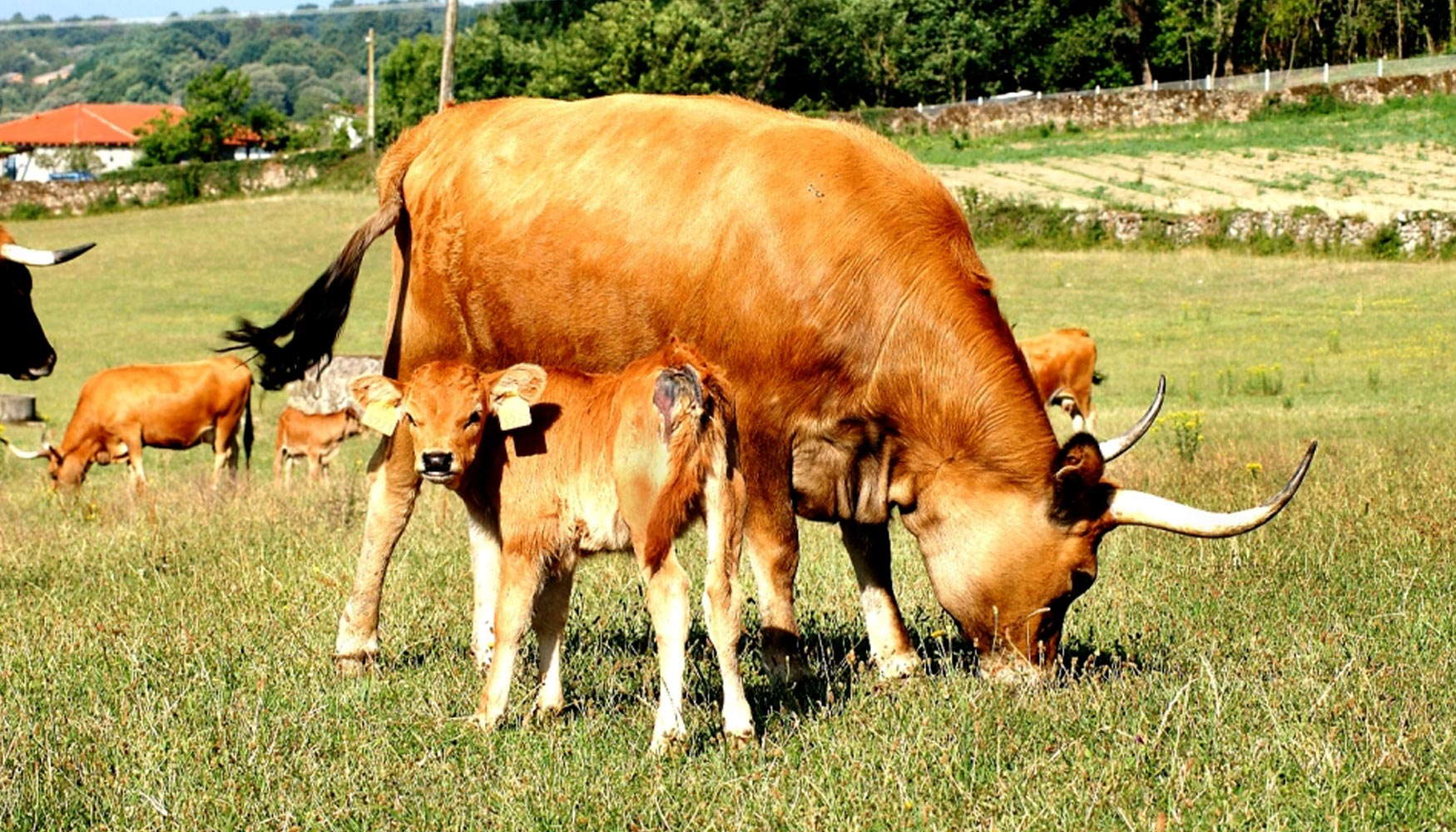 Un tecnicismo puede obligar a una ganadera de Baiona a sacrificar 120 vacas por el rechazo de los comuneros