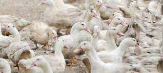 Gripe aviar: Está todo tan ‘controlado’ que ENESA suspende la contratación del seguro para las explotaciones avícolas