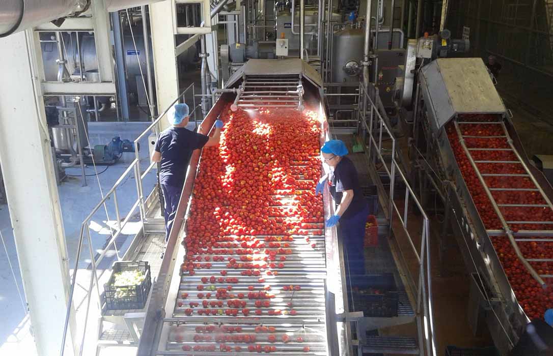 Denuncian que la industria ofrece este año hasta 10 euros menos por tonelada de tomate que hace dos años