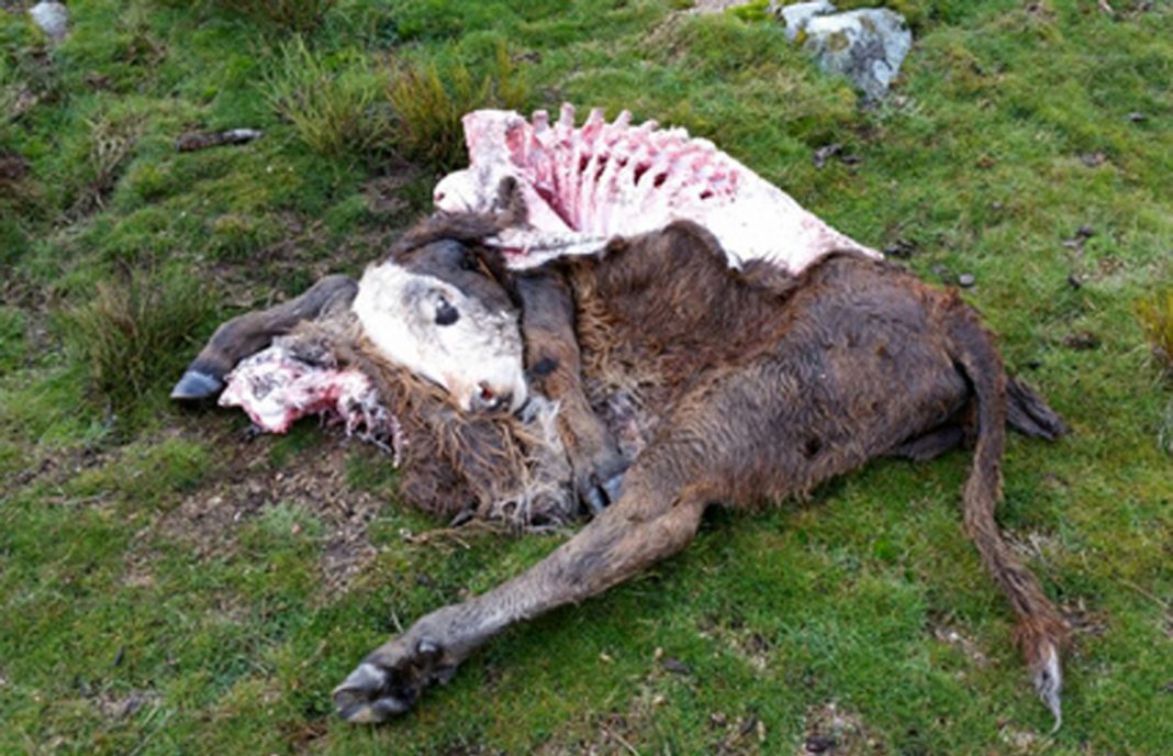La Comunidad de Madrid reconoce que los ataques del lobo al ganado han crecido un 1.500% en tres años