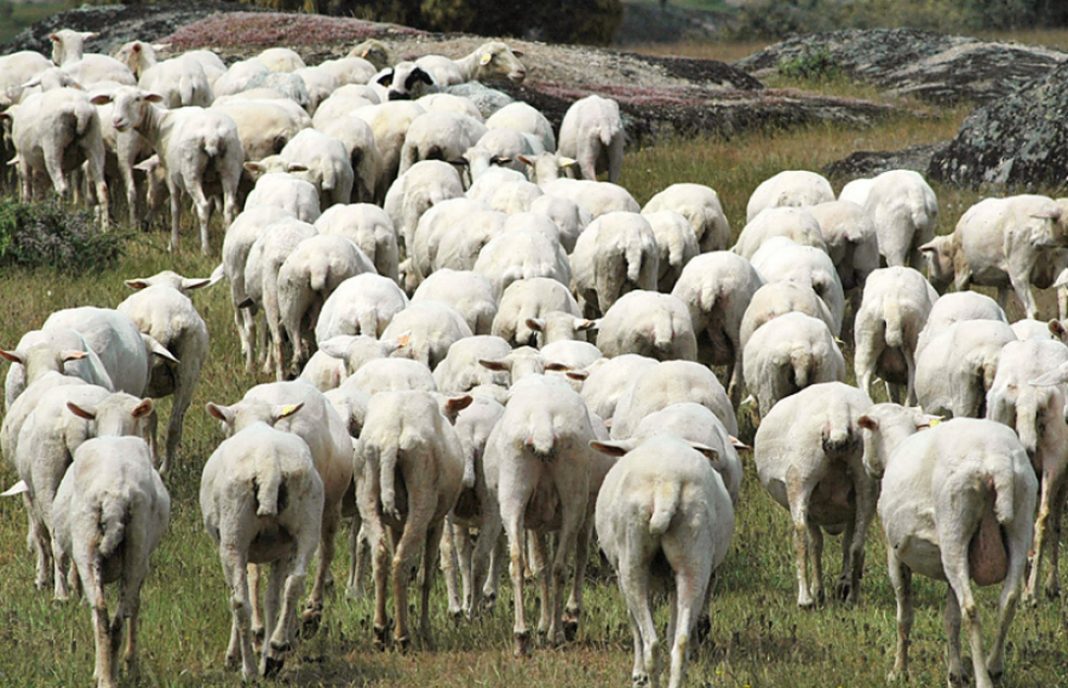 Las ayudas asociadas al ovino oscilarán entre los 11,6 y 19,4 euros por animal