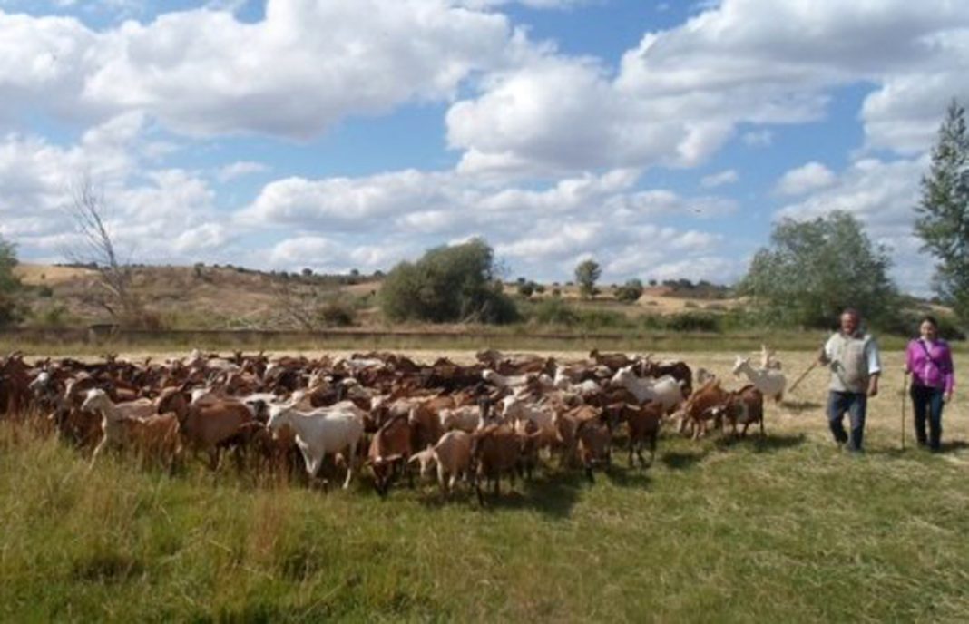 La Junta de CyL paga 25,5 millones en ayudas asociadas a las explotaciones de ovino y caprino a 5.842 ganaderos