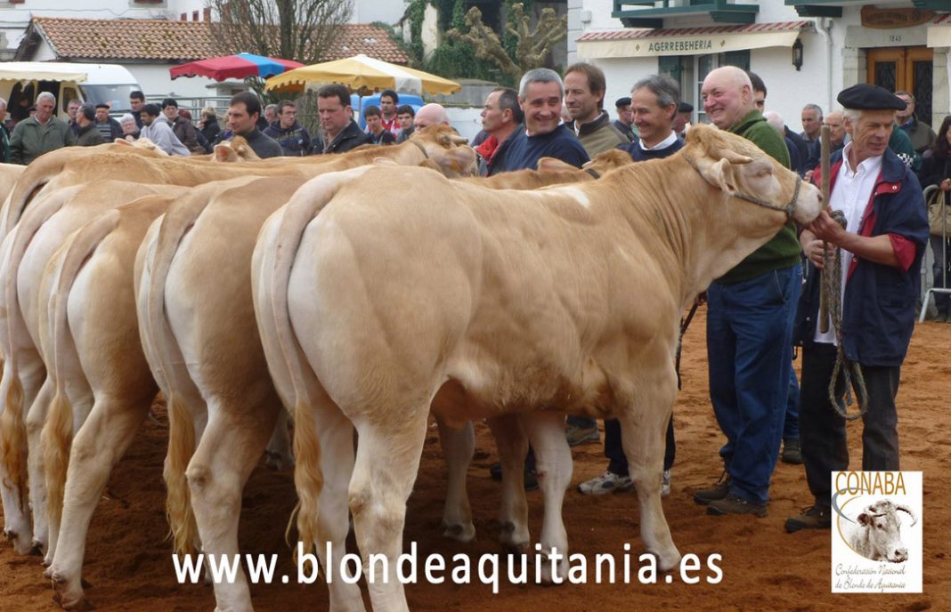 IV Concurso de Euskal Herria de novillas blonde con la presencia de un centenar de animales