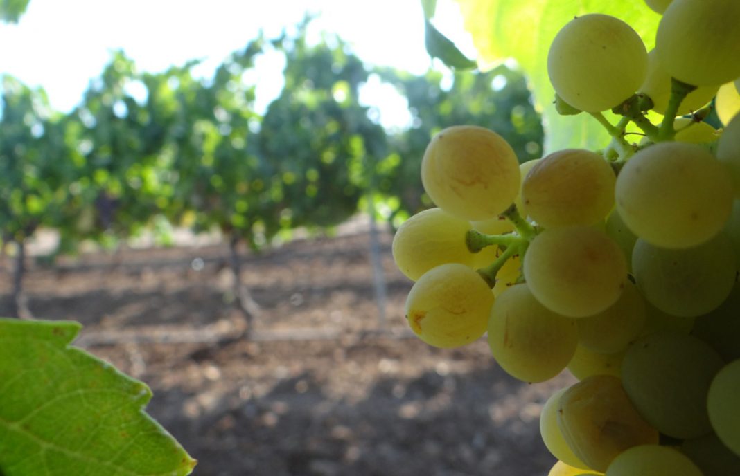 COAG Extremadura pide la modificación de criterios para el reparto de nuevas plantaciones de viñedo