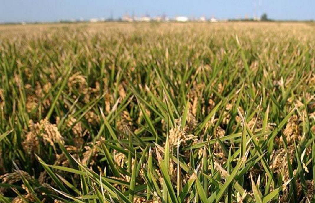 El descenso de los precios y los altos costes ponen en riesgo el mantenimiento del cultivo de arroz extremeño