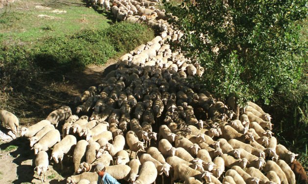 Zaragoza acoge el encuentro internacional que pone en valor la sostenibilidad y aportación medioambiental del pastoreo