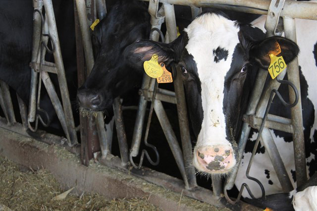 Preocupación en el sector: En dos años sin cuotas lácteas ya han cerrado más de mil granjas en Galicia