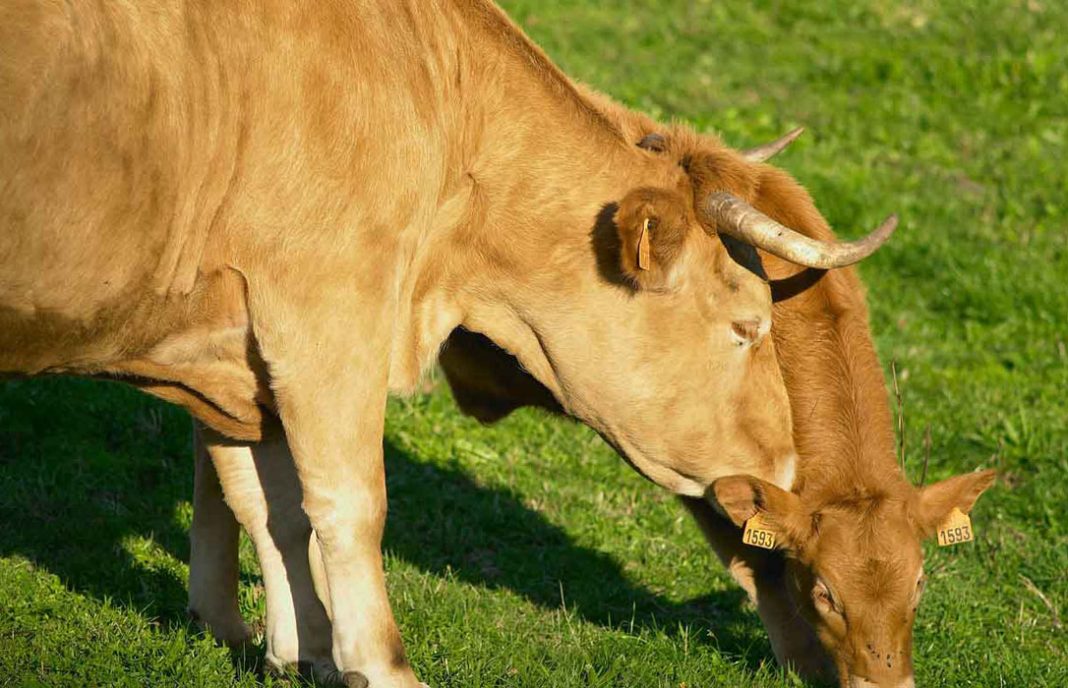 Xunta y Ternera Galega ultiman la creación antes de final de mes de la IXP Vaca e Boi de Galicia