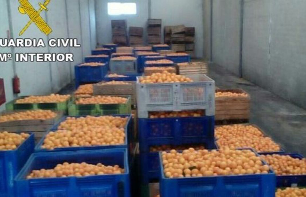 Tres detenidos por robar 150.000 kilos de naranjas en Valencia… aunque sólo se recuperaron 340
