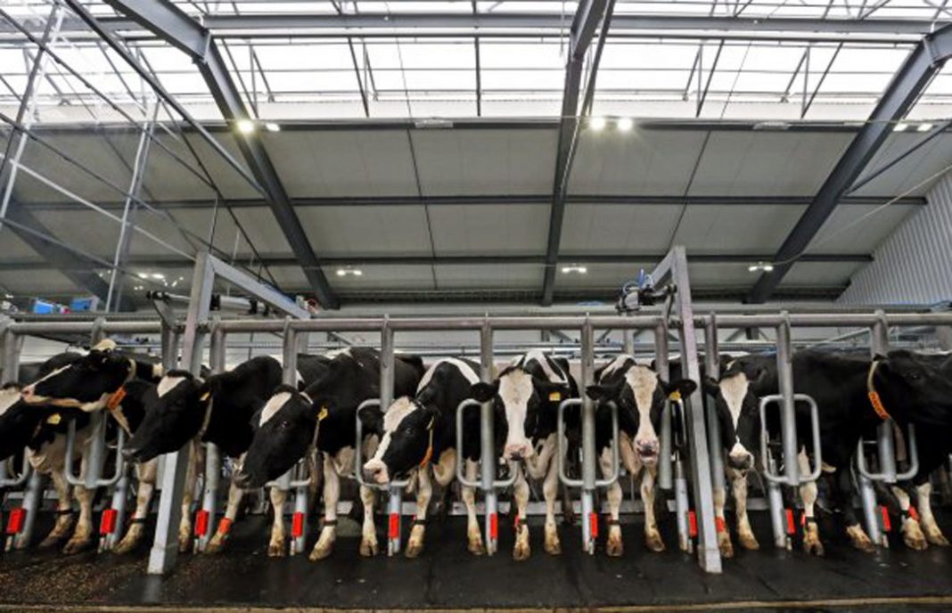 Más presión sobre la macrogranja láctea: Navarra llama al sector de la leche a movilizarse contra ella