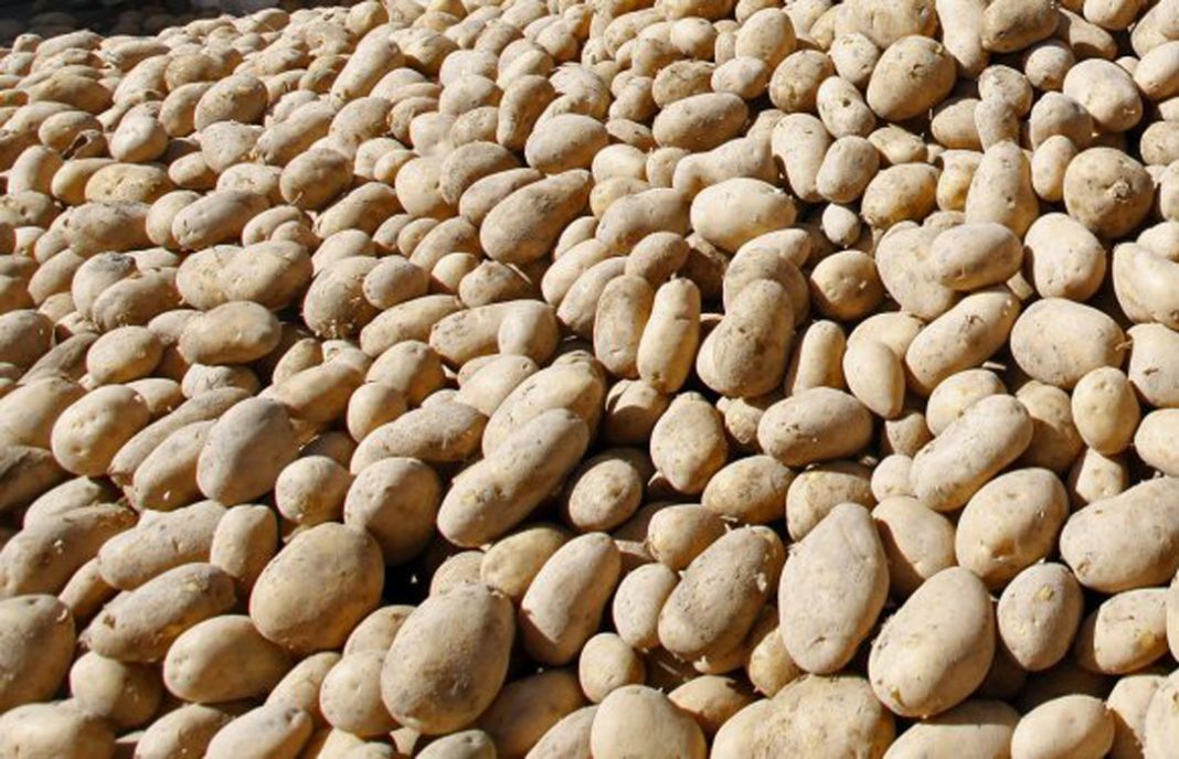 Entra en vigor el plan para controlar y erradicar la polilla guatemalteca de la patata