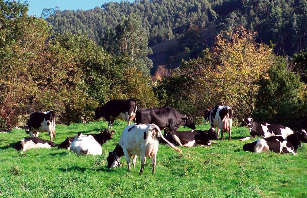 La nueva Ley de Montes asturiana liberará ya para el pastoreo unas 15.000 hectáreas