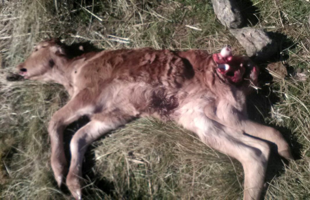 Una explotación de vacuno en extensivo de Peguerinos sufre una nueva lobada con un ternero muerto
