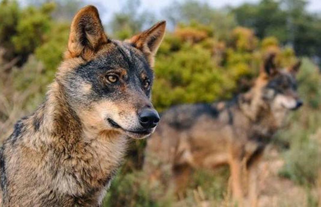 Aparece otro lobo muerto en Asturias y ya hay voces que apunta de nuevo a los ganaderos