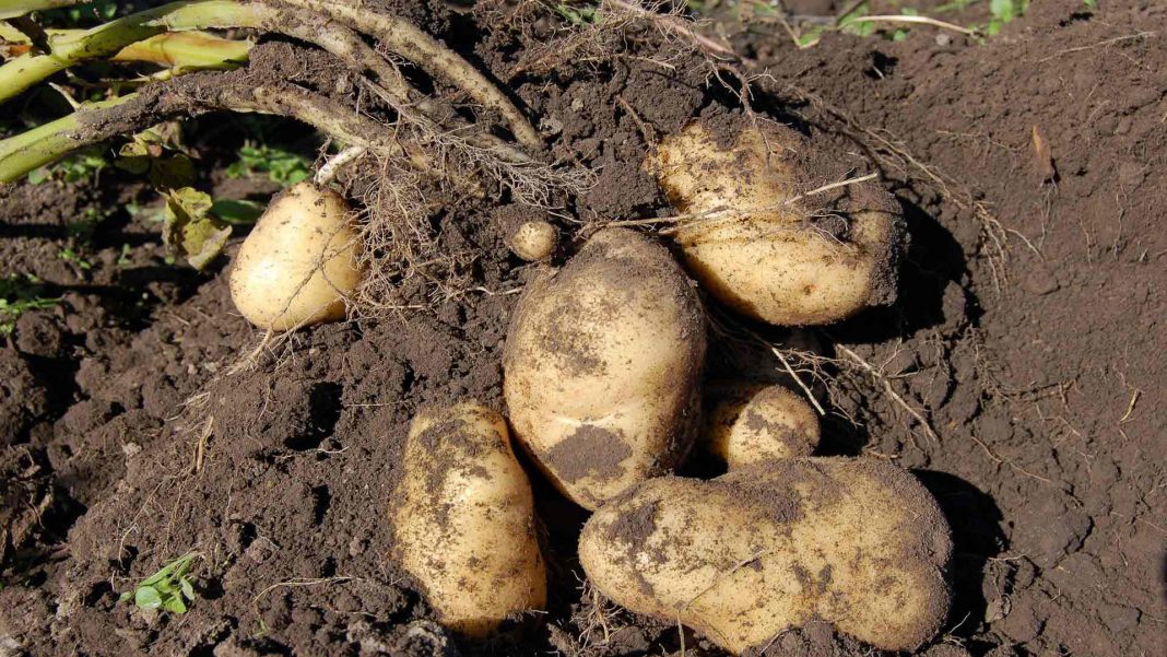 Piden que se pague el lucro cesante a los agricultores afectados por la plaga de la patata