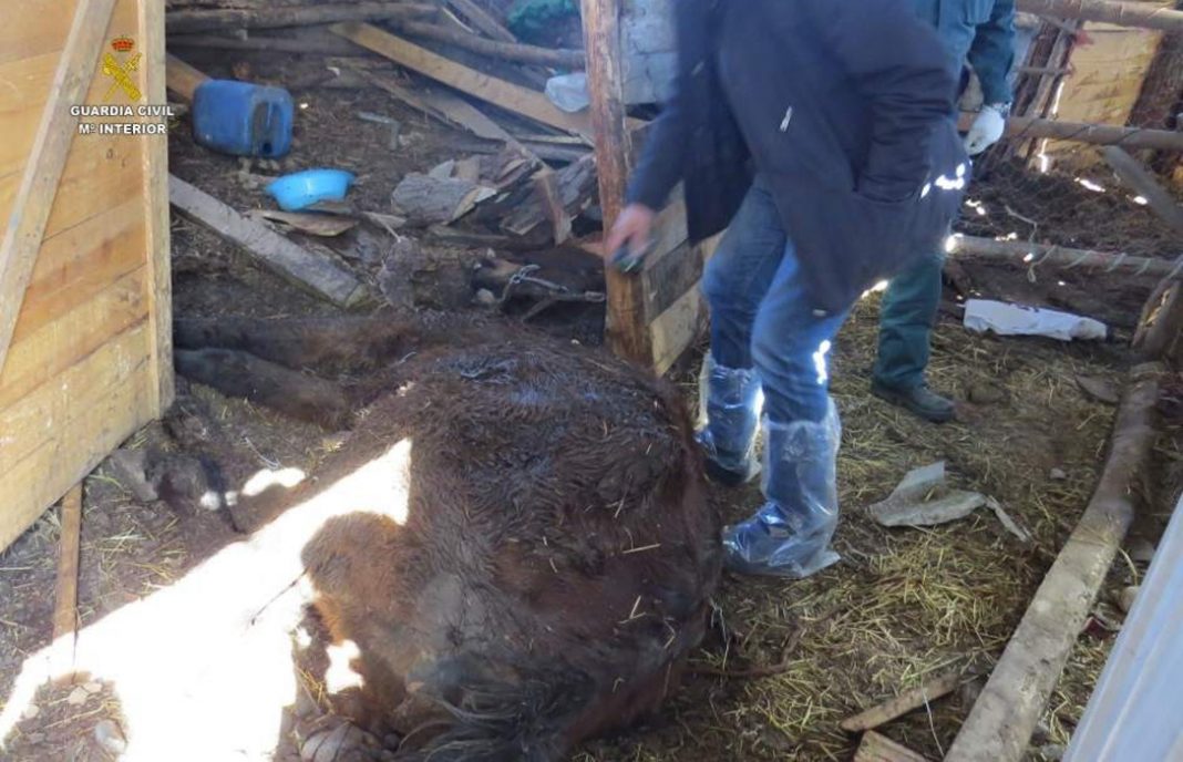 Investigan a joven de 28 años por un caso de maltrato a caballos que provocó al muerte de tres equinos