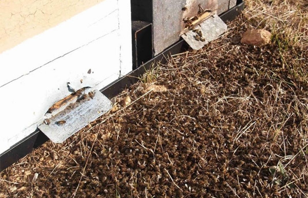 Alarma en el sector apícola: La mortalidad de las colmenas extremeñas se sitúa en el 25% este año