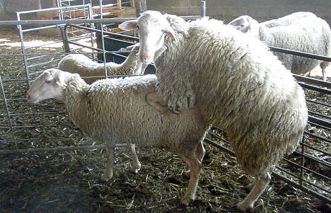 Una investigación española puede ayudar revertir la parada reproductora del ovino en la primavera