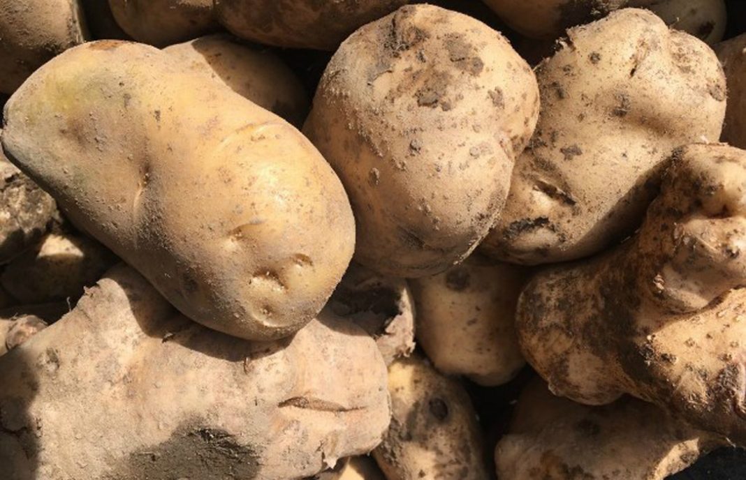 El Ministerio indemnizará a los productores cuyas patatas sean destruidas por culpa de la polilla guatemalteca