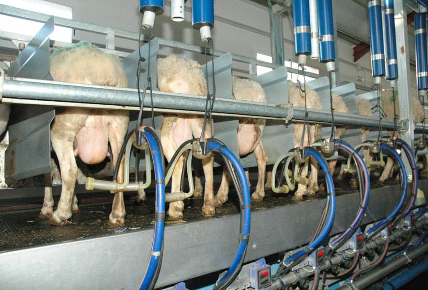 El precio de la leche de oveja baja en enero 12,2 % y la de cabra un 1,1 %