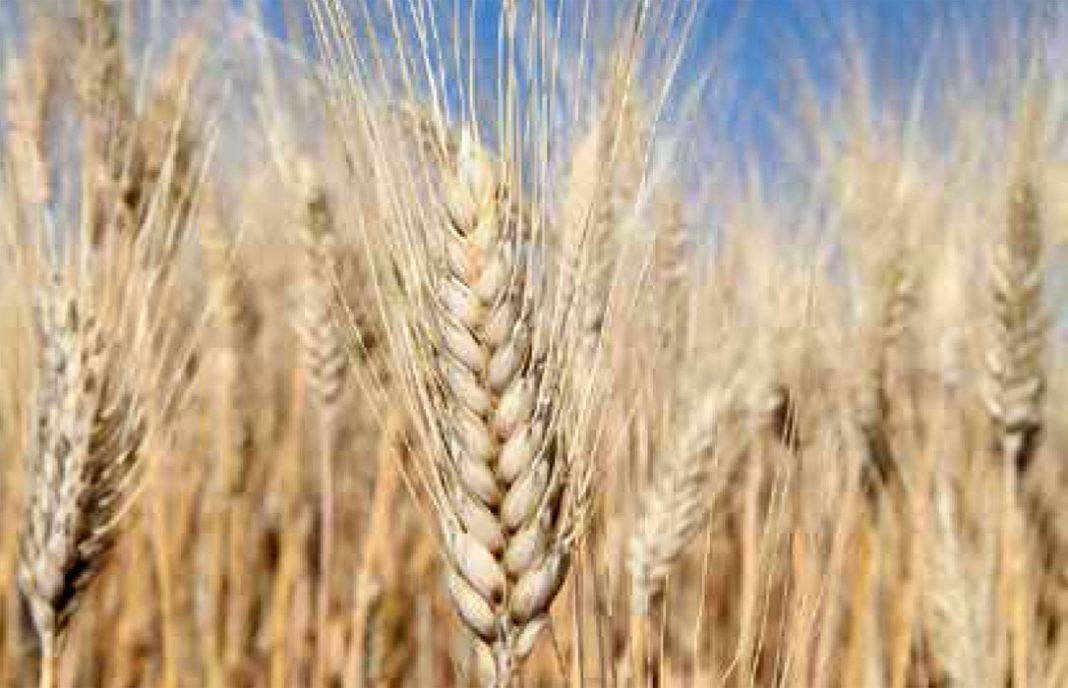 Los precios del trigo duro vuelven a caer en los mercados mayoristas ante la apatía del resto de variedades
