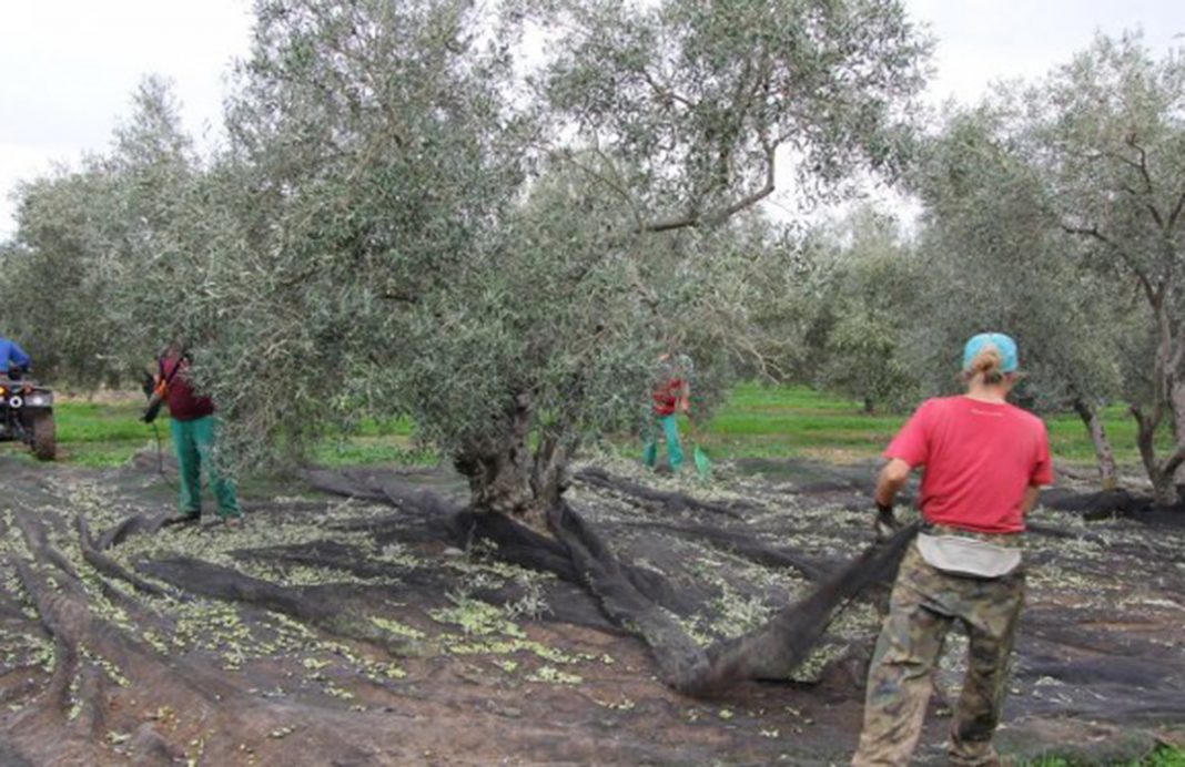Andalucía prevé alrededor de 1.040.000 toneladas de aceite de oliva esta campaña