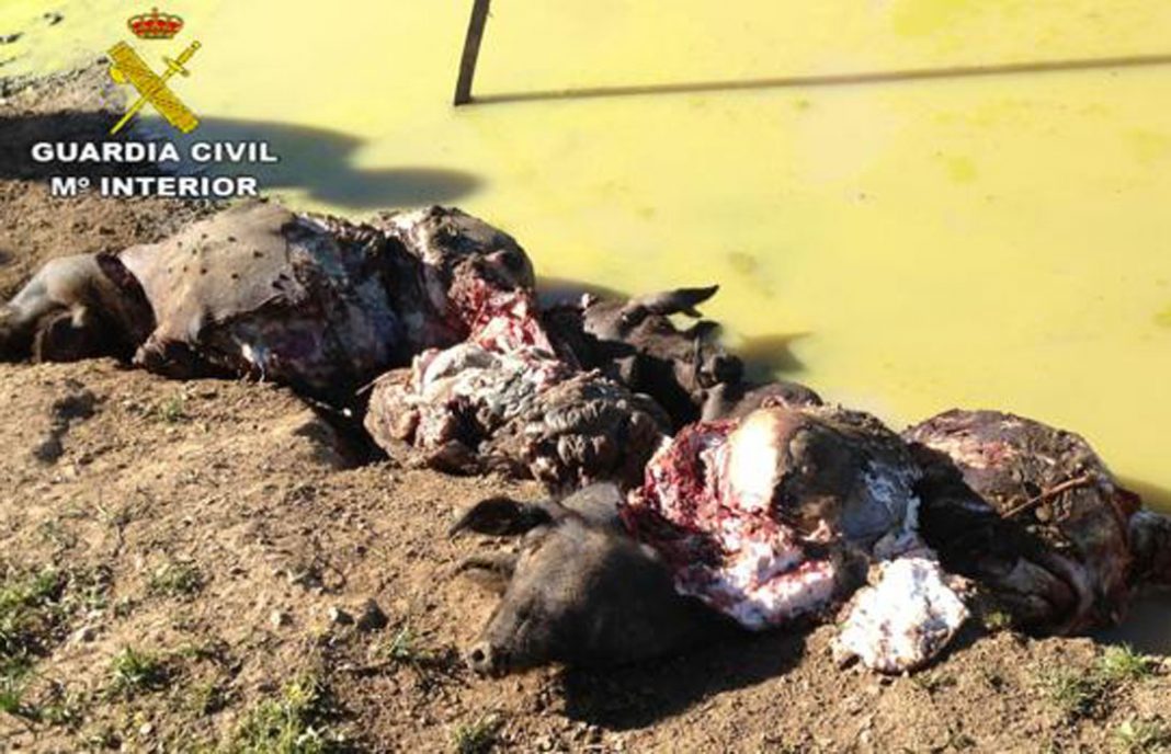Acusados de robar cerdos en el campo y matarlos a golpes para despiezarlos y vender su carne
