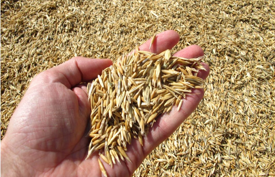 El uso de semillas certificadas se incrementa en un 10% la pasada campaña en cereales y proteaginosas