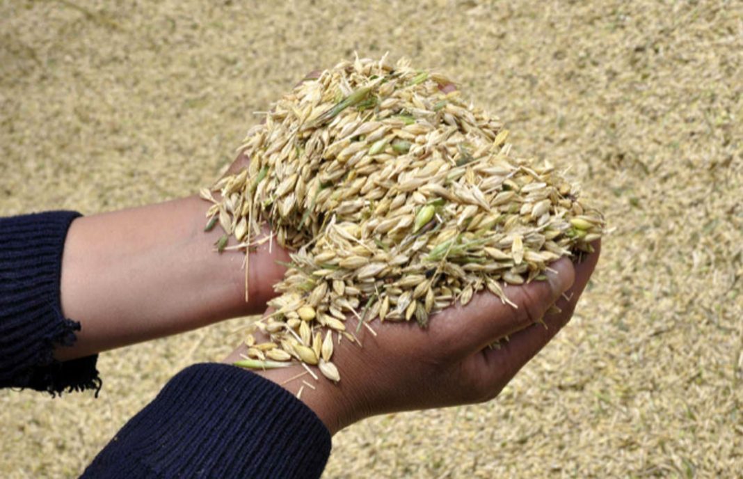 El lucrativo negocio de las semillas «clandestinas» deja unas pérdidas de 100 millones al año al sector