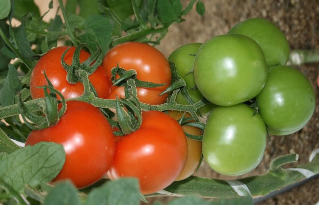 Dos empresarios aceptan tres meses de prisión por vender ilegalmente semillas de tomate con derechos