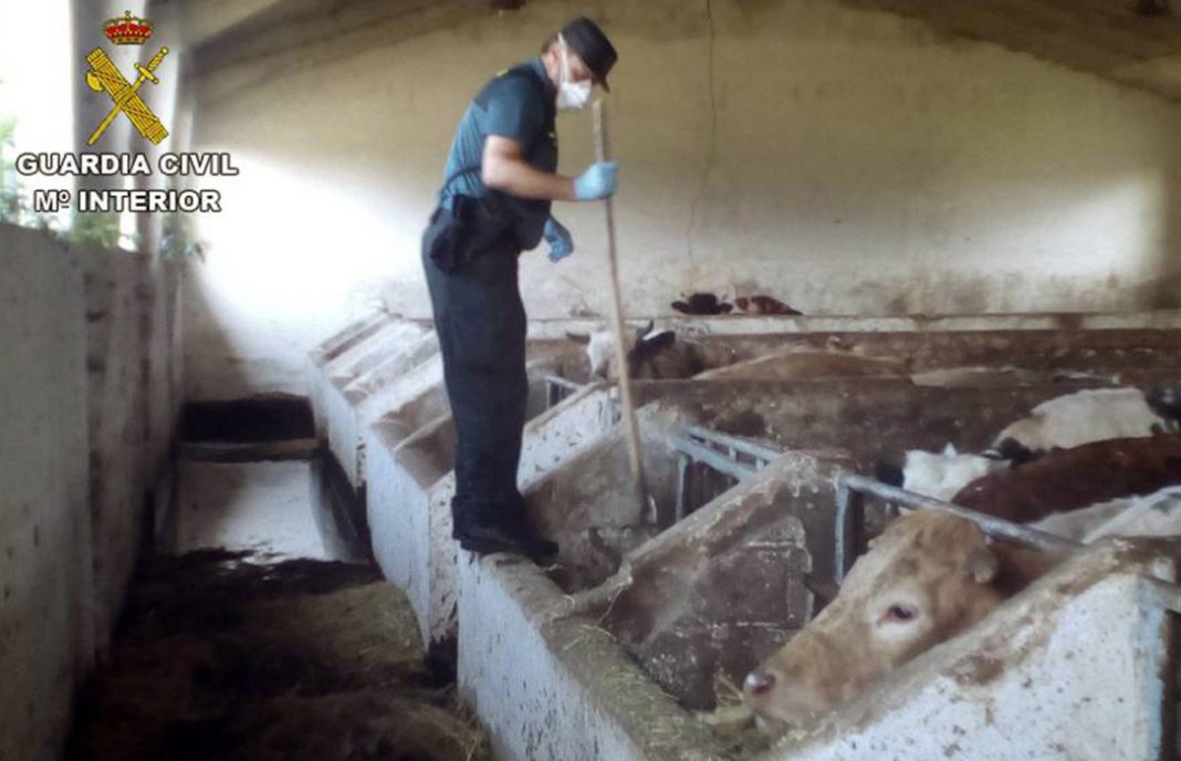 Diez meses de cárcel e inhabilitación a un ganadero que tenía 21 vacas muertas en su explotación