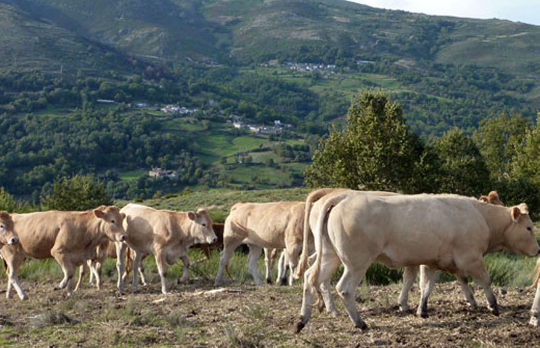 Galicia destina 800.000 euros al plan de pastoreo en el macizo central orensano