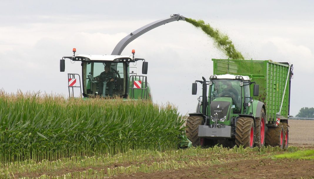 La campaña del maíz afronta su recta final con mejores resultados de lo esperado pero con menos rendimientos