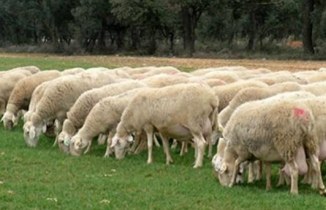Exigen medidas ante la difícil situación que vive el ovino de leche y de carne de Castilla y León