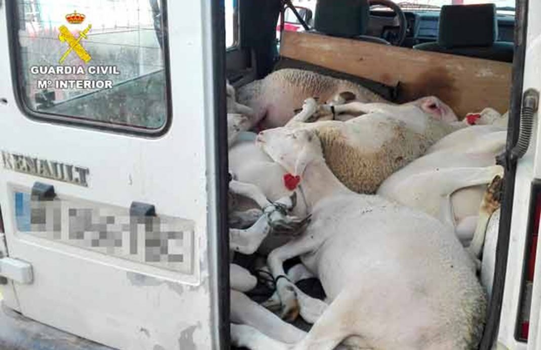 Entran en una explotación y no sólo roban 15 corderos, sino una furgoneta para llevárselos